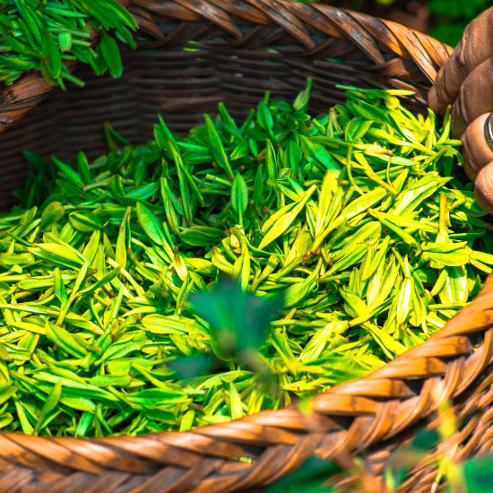 Matcha Theeboeren uit Japan